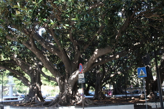 Ficus santa Maria di Gesu